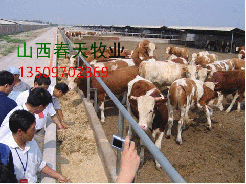 山西忻州肉牛养殖技术介绍