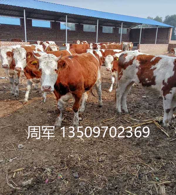 肉牛养殖专业合作社