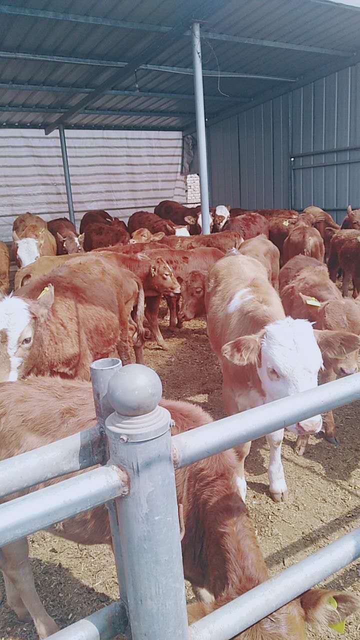 山西大型肉牛养殖基地