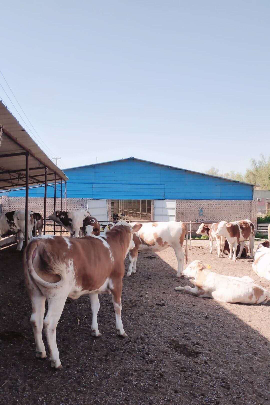 山西忻州最正规的养牛场